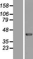KHDRBS3 / SLM2 Protein (Over-Expression Lysate Myc-DDK (Flag))