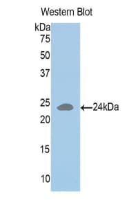 HLA-DRA Antibody (aa26-216, FITC)
