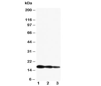 IL-1B / IL-1 Beta Antibody (aa250-265)