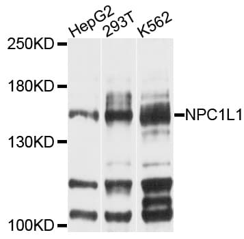 NPC1L1 Antibody