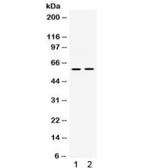 SKAP1 / SCAP1 Antibody