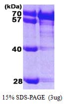 Human HSPA8 / HSC70 Protein (Recombinant His)