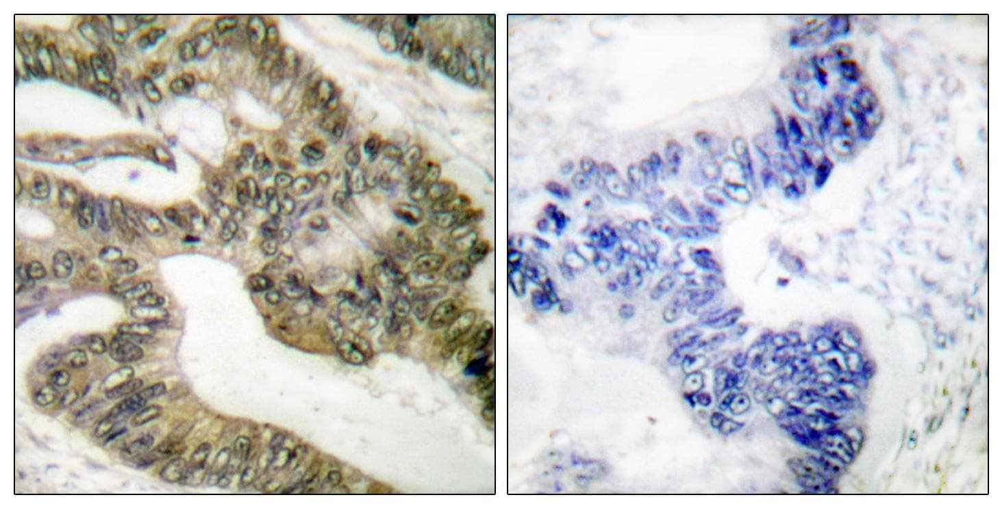 APC Antibody