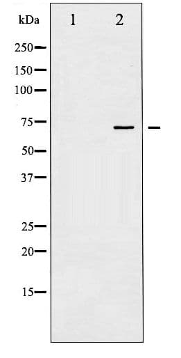 PTPN11 / SHP-2 / NS1 Antibody (phospho-Tyr580)