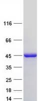 Human NDRG2 Protein (Recombinant Myc-DDK (Flag))