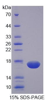Rat NKP30 Protein (Recombinant His-T7)