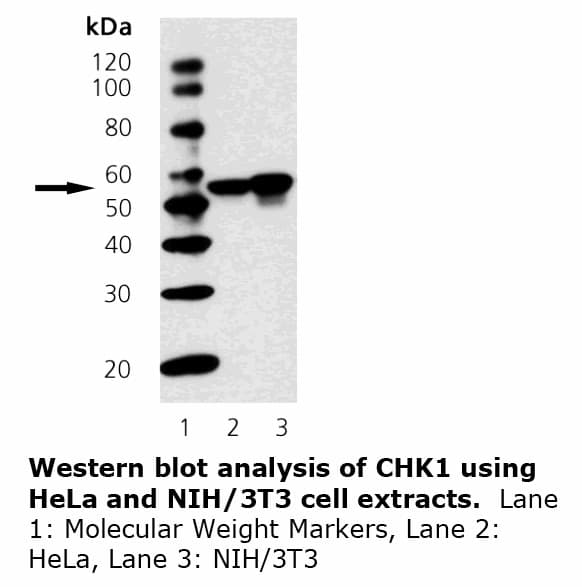 CHEK1 / CHK1 Antibody (clone 2G1D5)