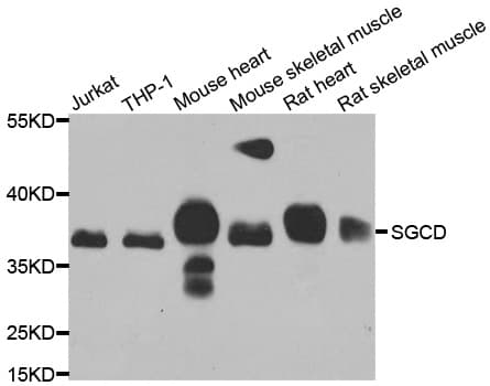 SGCD / Delta-Sarcoglycan Antibody