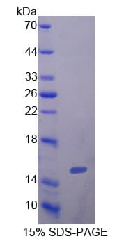 Dog IL5 Protein (Recombinant His-T7)