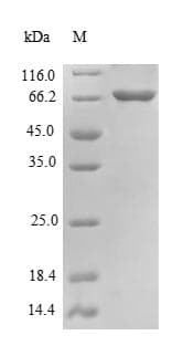Mouse BECN1 / Beclin-1 Protein (Recombinant 6His-SUMO, N-terminus)