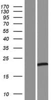 Human TEX22 Protein (Over-Expression Lysate Myc-DDK (Flag))