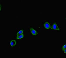 FRMD5 Antibody