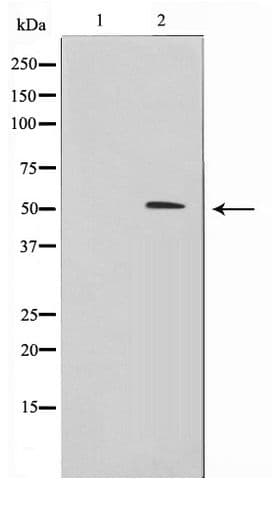 Polyclonal Rabbit anti-Human ZNF436 Antibody (WB)