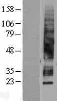 AQP3 / Aquaporin 3 Protein (Over-Expression Lysate Myc-DDK (Flag))