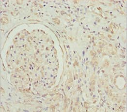 GNB1L / FKSG1 Antibody
