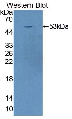 Polyclonal Rabbit anti-Horse CD71 / Transferrin Receptor Antibody (aa563-764, WB)