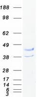 Human BTLA / CD272 Protein (Recombinant Myc-DDK (Flag))