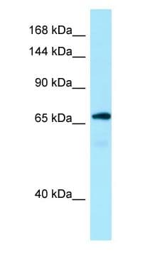 MON2 Antibody (aa486-535)