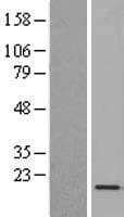 C1orf115 Protein (Over-Expression Lysate Myc-DDK (Flag))