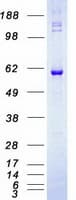 Human RICK / RIP2 Protein (Recombinant Myc-DDK (Flag))