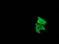 MSI1 / Musashi 1 Antibody (clone OTI2H9, Carrier-free)