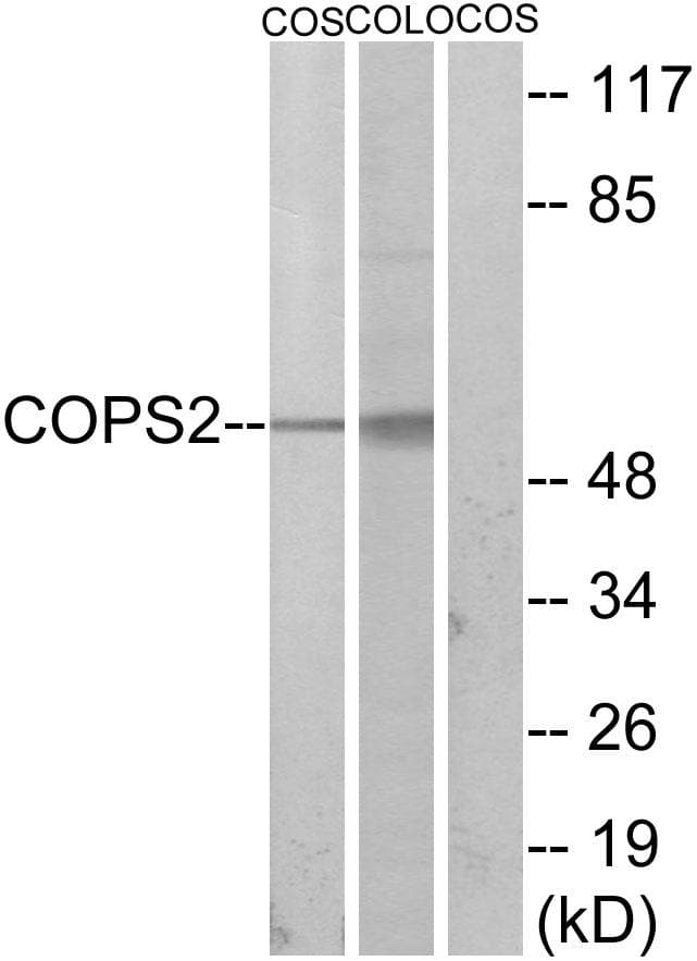 COPS2 / TRIP15 / ALIEN Antibody