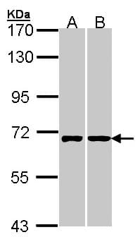 RIC8A Antibody (aa478-537)