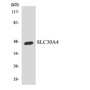 SLC30A4 Antibody (aa63-112)