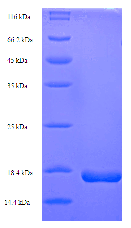 E. coli trxC / Thioredoxin 2 Protein (Recombinant His)