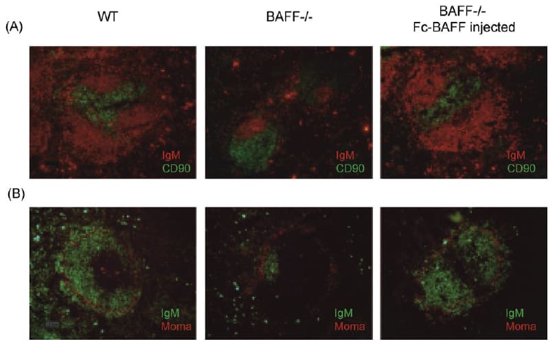 Human BAFF / TNFSF13B Protein (Recombinant Human IgG1 Fc)