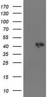 SMS / Spermine Synthase Antibody (clone OTI5E5, Carrier-free)