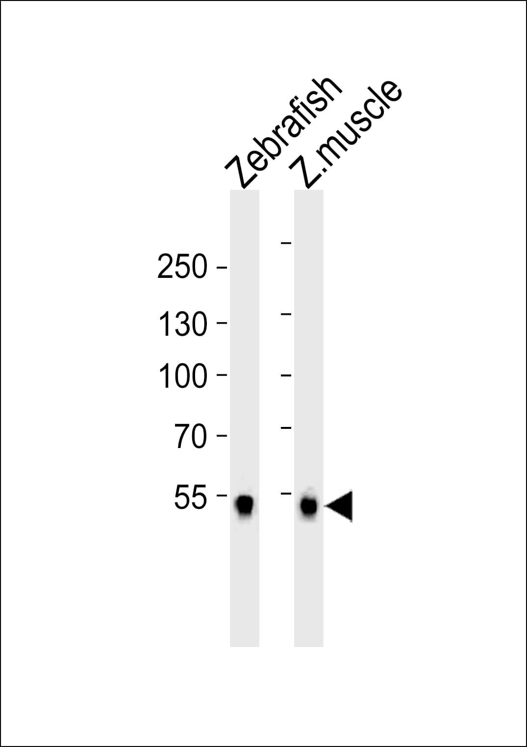 SREBF2 / SREBP2 Antibody (aa441-473)