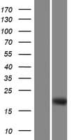 DMRTC1B Protein (Over-Expression Lysate Myc-DDK (Flag))