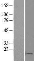 FOXS1 Protein (Over-Expression Lysate Myc-DDK (Flag))