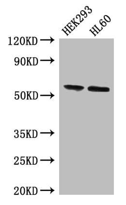 BPI Antibody