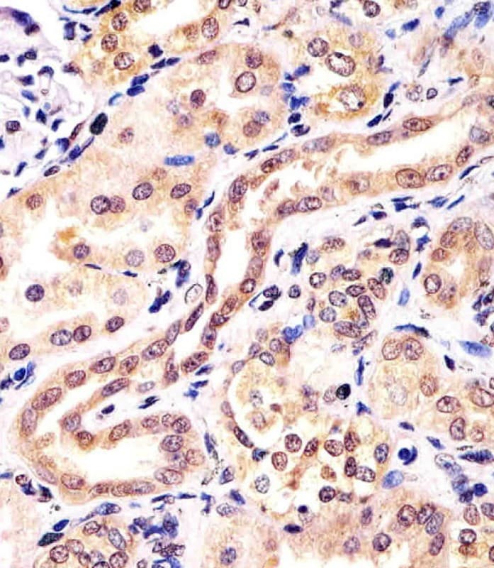 KCTD11 Antibody (aa21-53)