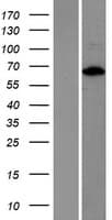 HFip1 / FIP1L1 Protein (Over-Expression Lysate Myc-DDK (Flag))