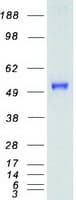 Human IRF3 Protein (Recombinant Myc-DDK (Flag))