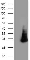 HCA557B / METTL21A Antibody (clone OTI1C8)