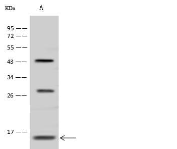 TRAPPC6B Antibody