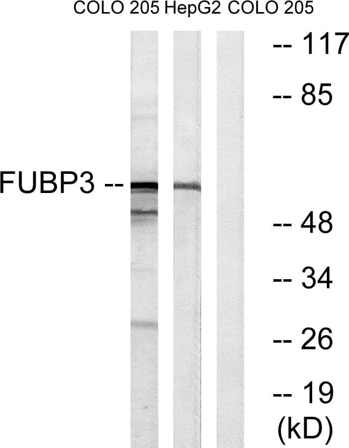 FUBP3 Antibody
