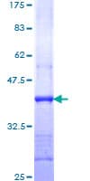 Human TGFB1 / TGF Beta 1 Protein (Recombinant GST, N-terminus)