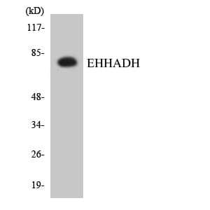 Polyclonal Rabbit anti-Human EHHADH / Enoyl-Coa Hydratase Antibody (aa459-508, IHC, WB)
