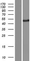 PODNL1 Protein (Over-Expression Lysate Myc-DDK (Flag))