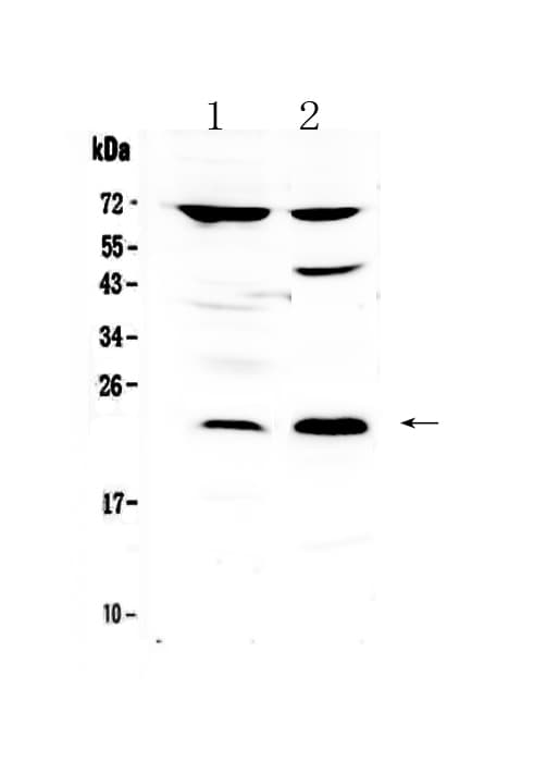 Polyclonal Rabbit anti-Human MED20 Antibody (WB)