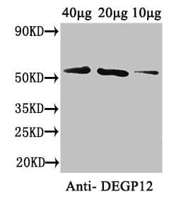 Polyclonal Rabbit anti-Arabidopsis thaliana DEGP12 Antibody (aa25-499)