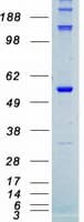 Human STK4 Protein (Recombinant Myc-DDK (Flag))