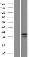 Human FIGLA Protein (Over-Expression Lysate Myc-DDK (Flag))