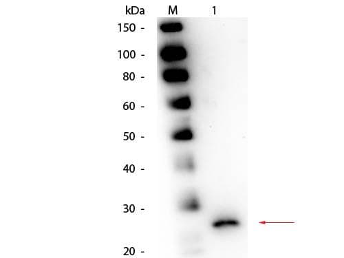 Papain Antibody (Lyophilized)