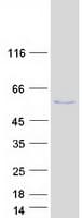 Human PTP1B Protein (Recombinant Myc-DDK (Flag))